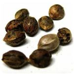Семена марихуаны АК-47  (Seeds AK-47) в Полесске